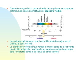Cuando un rayo de luz pasa a través de un prisma, se rompe en colores. Los colores constituyen el  espectro visible . Los colores del espectro que la clorofila absorbe mejor son el violeta, el azul y el rojo. La clorofila es verde porque refleja la mayor parte de la luz verde que incide sobre ella.  Así que la luz verde no es tan importante para la clorofila como lo es la luz de otros colores. 
