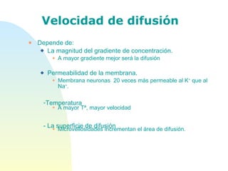 Velocidad de difusión Depende de: La magnitud del gradiente de concentración. A mayor gradiente mejor será la difusión Permeabilidad de la membrana. Membrana neuronas  20 veces más permeable al K +  que al Na + .  A mayor Tª, mayor velocidad Microvellosidades incrementan el área de difusión. Temperatura  - La superficie de difusión 