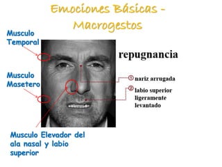Emociones Básicas -
Macrogestos
Musculo
Temporal
Musculo
Masetero
Musculo Elevador del
ala nasal y labio
superior
 