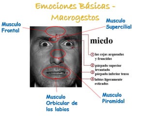 Emociones Básicas -
Macrogestos
Musculo
Frontal
Musculo
Supercilial
Musculo
Piramidal
Musculo
Orbicular de
los labios
 