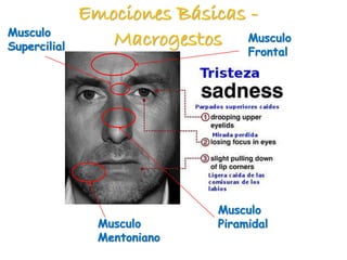 Emociones Básicas -
Macrogestos Musculo
Frontal
Musculo
Supercilial
Musculo
PiramidalMusculo
Mentoniano
 