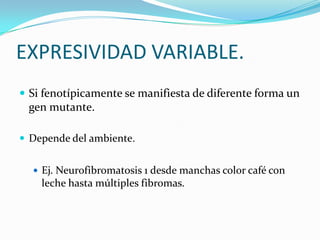 EXPRESIVIDAD VARIABLE.
 Si fenotípicamente se manifiesta de diferente forma un
 gen mutante.

 Depende del ambiente.


   Ej. Neurofibromatosis 1 desde manchas color café con
    leche hasta múltiples fibromas.
 