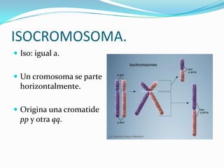ISOCROMOSOMA.
 Iso: igual a.


 Un cromosoma se parte
  horizontalmente.

 Origina una cromatide
  pp y otra qq.
 