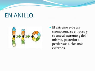 EN ANILLO.
              El extremo p de un
              cromosoma se enrosca y
              se une al extremo q del
              mismo, posterior a
              perder sus alelos más
              externos.
 