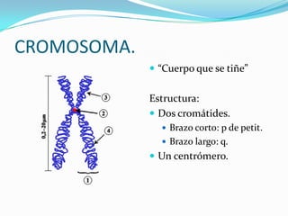 CROMOSOMA.
              “Cuerpo que se tiñe”


             Estructura:
              Dos cromátides.
                Brazo corto: p de petit.
                Brazo largo: q.
              Un centrómero.
 