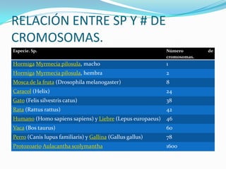 RELACIÓN ENTRE SP Y # DE
CROMOSOMAS.
Especie. Sp.                                               Número        de
                                                           cromosomas.
Hormiga Myrmecia pilosula, macho                           1
Hormiga Myrmecia pilosula, hembra                          2
Mosca de la fruta (Drosophila melanogaster)                8
Caracol (Helix)                                            24
Gato (Felis silvestris catus)                              38
Rata (Rattus rattus)                                       42
Humano (Homo sapiens sapiens) y Liebre (Lepus europaeus) 46
Vaca (Bos taurus)                                          60
Perro (Canis lupus familiaris) y Gallina (Gallus gallus)   78
Protozoario Aulacantha scolymantha                         1600
 