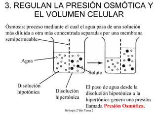 3. REGULAN LA PRESIÓN OSMÓTICA Y EL VOLUMEN CELULAR Biología 2ºBto Tema 2 Ósmosis: proceso mediante el cual el agua pasa d...