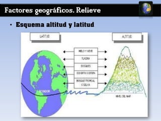 Factores geográficos. Relieve
• Esquema altitud y latitud
 
