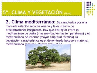5º. CLIMA Y VEGETACIÓN  (Tipos)   2. Clima mediterráneo:  Se caracteriza por una marcada estación seca en verano y la existencia de precipitaciones irregulares. Hay que distinguir entre el mediterráneo de costa (más suavidad en las temperaturas) y el mediterráneo de interior (mayor amplitud térmica) La vegetación característica es el denominado bosque y matorral mediterráneo (encinas, alcornoques, etc.) 