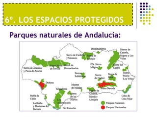 6º. LOS ESPACIOS PROTEGIDOS  Parques naturales de Andalucía: 