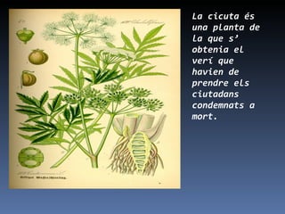 La cicuta és una planta de la que s’ obtenia el verí que havien de prendre els ciutadans condemnats a mort.  