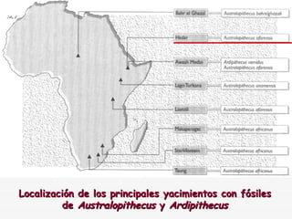 Evolución humana | PPT