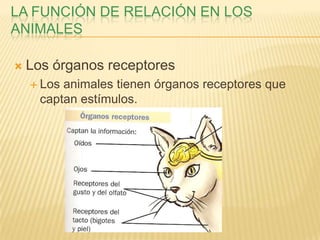 LA FUNCIÓN DE RELACIÓN EN LOS
ANIMALES

   Los órganos receptores
     Los animales tienen órganos receptores que
      captan estímulos.
 