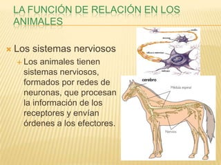LA FUNCIÓN DE RELACIÓN EN LOS
    ANIMALES

   Los sistemas nerviosos
     Los  animales tienen
      sistemas nerviosos,
                                 cerebro
      formados por redes de
      neuronas, que procesan
      la información de los
      receptores y envían
      órdenes a los efectores.
 