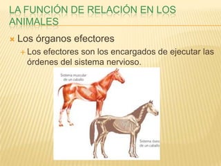 LA FUNCIÓN DE RELACIÓN EN LOS
ANIMALES
   Los órganos efectores
     Los efectores son los encargados de ejecutar las
      órdenes del sistema nervioso.
 