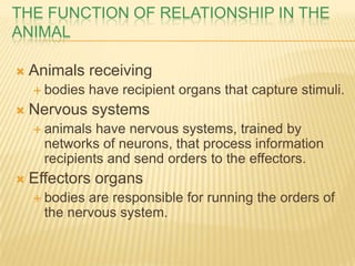 THE FUNCTION OF RELATIONSHIP IN THE
ANIMAL

   Animals receiving
     bodies   have recipient organs that capture stimuli.
   Nervous systems
     animals  have nervous systems, trained by
      networks of neurons, that process information
      recipients and send orders to the effectors.
   Effectors organs
     bodies are responsible for running the orders of
      the nervous system.
 