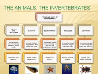 THE ANIMALS. THE INVERTEBRATES
                                            PRINCIPALS GRUPS OF
                                               INVERTEBRATES




     POLYPS
      AND                MAGGOTS              EQUINODERMOS               MOLLUSCS              ARTHOPODS
   JELLYFISHS




  Animals shaped                              Animals with a shell
                      Animals with body                               Animals full-bodied     Animals with a rigid
 sac and tentacles                            plates consisting a
                     elongated and often                              muscular; many of       outer covering and
 poisonous around                                very hard with
                      divided into rings.                              them have shell.     folding legs. Some fly.
      mouth.                                 projections or spikes.




 Anemones, coral,     Worms, leeches,           Stars and sea         Mussels, caracols,        Spiders, crabs,
    jellyfishs...     marine worms...             urchins...             octopus...          insects, centipede...
 
