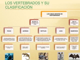 LOS VERTEBRADOS Y SU
    CLASIFICACIÓN
                                                                                                  LOS CINCO GRUPOS DE
                                                                                                     VERTEBRADOS



                                                                 No dan de                                                                          Dan de
                                                                mamar a sus                                                                       mamar a sus
                                                                   crías                                                                             crías




         PECES                           ANFÍBIOS                                 REPTILES                                 AVES                  MAMÍFEROS




                                                                                                                                                 Animales terrestres
                                  Animales terrestres, pero que       Animales terrestres o acuáticos. Con el
 Animales acuáticos. Con el                                                                                       Animales terrestres. Con el    y acuáticos. Con el
                                deben vivir cerca del agua. Con el       cuerpo cubierto de escamas. Las
cuerpo cubierto de escamas.                                                                                     cuerpo cubierto de plumas. Con   cuerpo cubierto de
                                cuerpo cubierto por una fina piel.    tortugas tienen caparazón. Con cuatro
Con aletas en lugar de patas.                                                                                       dos patas, pico y alas.       pelo. Con patas,
                                Generalmente, con cuatro patas.            patas, excepto las serpientes.
                                                                                                                                                    aletas o alas.




                                                                                                                                                   Perros, vacas,
     Tiburones, atunes,                  Ranas, sapos,                    Cocodrilos, lagartos, tortugas,           Avestruces, pingüinos,           delfines,
         truchas…                        salamandras…                             serpientes…                       búhos, golondrinas…            murciélagos,
                                                                                                                                                     monos…
 