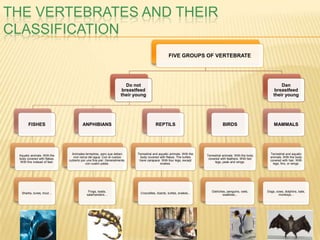 THE VERTEBRATES AND THEIR
CLASSIFICATION
                                                                                                 FIVE GROUPS OF VERTEBRATE




                                                                      Do not                                                                                       Dan
                                                                    breastfeed                                                                                  breastfeed
                                                                   their young                                                                                 their young




       FISHES                          ANPHIBIANS                                      REPTILS                                   BIRDS                         MAMMALS




                                Animales terrestres, pero que deben       Terrestrial and aquatic animals. With the                                          Terrestrial and aquatic
 Aquatic animals. With the                                                                                            Terrestrial animals. With the body
                                 vivir cerca del agua. Con el cuerpo       body covered with flakes. The turtles                                             animals. With the body
 body covered with flakes.                                                                                             covered with feathers. With two
                              cubierto por una fina piel. Generalmente,    have carapace. With four legs, except                                             covered with hair. With
 With fins instead of feet.                                                                                                 legs, peak and wings.
                                           con cuatro patas.                               snakes.                                                             legs, fins, or wings.




                                           Frogs, toads,                                                                 Ostriches, penguins, owls,        Dogs, cows, dolphins, bats,
  Sharks, tunes, trout…                                                     Crocodiles, lizards, turtles, snakes...
                                          salamanders…                                                                           swallows...                       monkeys...
 
