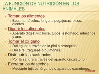 LA FUNCIÓN DE NUTRICIÓN EN LOS
ANIMALES
   Tomar los alimentos
       Boca, tentáculos, lenguas pegajosas, picos,
        dientes…
   Digerir los alimentos
       Aparato digestivo: boca, tubos, estómago, intestinos
        y ano.
   Tomar el oxígeno
     Del agua: a través de la piel o branquias.
     Del aire: tráqueas o pulmones.
   Distribuir las sustancias
       Por la sangre a través del aparato circulatorio.
   Excretar los desechos
       Mediante tejidos, órganos o aparatos excretores.
                                                     continuar
 