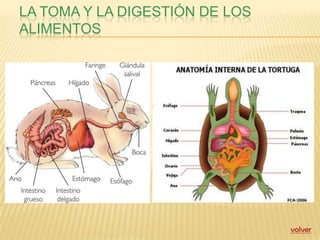 LA TOMA Y LA DIGESTIÓN DE LOS
ALIMENTOS




                                volver
 