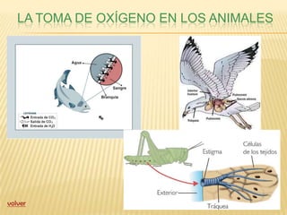 LA TOMA DE OXÍGENO EN LOS ANIMALES




volver
 