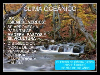 CLIMA OCEÁNICO BOSQUES  “SIEMPRE VERDES” SE APROVECHA PARA TALAR  MADERA, PASTOS Y SILVICULTURA DISTRIBUCIÓN: NORTE DE LA PENÍNSULA, LA CORNISA CANTÁBRICA Y GALICIA EL FAEDO DE CIÑERA (LEÓN) POSEE ÁRBOLES DE MÁS DE 500 AÑOS 