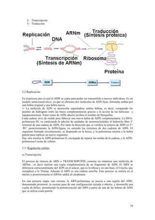 2- Transcripción
    3- Traducción




2.2 Replicación

Es el proceso por el cual el ADN se copia para poder ser transmitido a nuevos individuos. Es un
modelo semiconservativo, ya que se obtienen dos moléculas de ADN hijas, formadas ambas por
una hebra original y una hebra nueva.
1- La molécula de ADN se desenrolla separándose ambas hebras, es decir, rompiendo los
puentes de hidrógeno entre las bases complementarias gracias a la acción de las helicasas y
topopisomerasas. Estas zonas de ADN abierto reciben el nombre de Horquillas.
Cada cadena sirve de molde para fabricar una nueva hebra de ADN complementaria. La DNA-
polimerasa III, va catalizando la adición de unidades de mononucleótidos al hidroxilo libre 3’
terminal de una cadena de ADN. Por tanto la dirección que se verifica la síntesis de ADN es 5’-
3’ posteriormentre la ADN-ligasa, va uniendo los extremos de dos cadenas de ADN. El
segmento formado recientemente, se desprende en la horca, y la polimerasa retorna a la hebra
patrón para replicar un nuevo segmento.
Hay otra enzima la ADN-polimerasa II, encargada de reparar las mellas de la cadena, y la ADN-
polimerasa I actúa de relleno.

2.3- Regulación celular:

a) Transcripción:

El proceso de síntesis de ARN o TRANSCRIPCIÓN, consiste en sintetizar una molécula de
ARNm , es decir realizar una copia complementaria de un fragmento de ADN. El ARN se
diferencia estructuralmente del ADN en el azúcar, que es la ribosa y en una base, el Uracilo, que
reemplaza a la Timina. Además el ARN es una cadena sencilla. Este proceso se realiza en el
núcleo y posteriormente el ARNm saldrá al citoplasma.

En una primera etapa, una enzima, la ARN-polimerasa se asocia a una región del ADN,
denominada promotor, la enzima pasa de una configuración cerrada a abierta, y desenrolla una
vuelta de hélice, permitiendo la polimerización del ARN a partir de una de las hebras de ADN
que se utiliza como patrón.




                                                                                              10
 