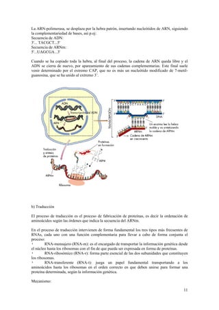 La ARN-polimerasa, se desplaza por la hebra patrón, insertando nucleótidos de ARN, siguiendo
la complementariedad de bases, así p.ej:
Secuencia de ADN:
3'... TACGCT...5'
Secuencia de ARNm:
5'...UAGCGA...3'

Cuando se ha copiado toda la hebra, al final del proceso, la cadena de ARN queda libre y el
ADN se cierra de nuevo, por apareamiento de sus cadenas complementarias. Este final suele
venir determinado por el extremo CAP, que no es más un nucleótido modificado de 7-metil-
guanosina, que se ha unido al extremo 3’.




b) Traducción

El proceso de traducción es el proceso de fabricación de proteínas, es decir la ordenación de
aminoácidos según las órdenes que indica la secuencia del ARNm.

En el proceso de traducción intervienen de forma fundamental los tres tipos más frecuentes de
RNAs, cada uno con una función complementaria para llevar a cabo de forma conjunta el
proceso:
•        RNA-mensajero (RNA-m): es el encargado de transportar la información genética desde
el núcleo hasta los ribosomas con el fin de que pueda ser expresada en forma de proteínas.
•        RNA-ribosómico (RNA-r): forma parte esencial de las dos subunidades que constituyen
los ribosomas.
•        RNA-transferente (RNA-t): juega un papel fundamental transportando a los
aminoácidos hasta los ribosomas en el orden correcto en que deben unirse para formar una
proteína determinada, según la información genética.

Mecanismo:

                                                                                          11
 
