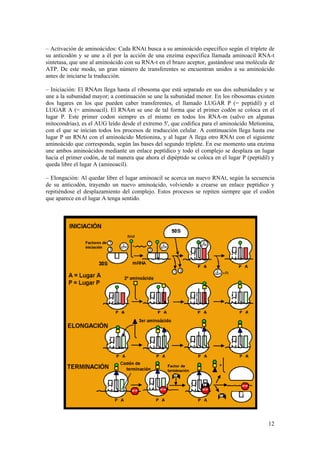 – Activación de aminoácidos: Cada RNAt busca a su aminoácido específico según el triplete de
su anticodón y se une a él por la acción de una enzima específica llamada aminoacil RNA-t
sintetasa, que une al aminoácido con su RNA-t en el brazo aceptor, gastándose una molécula de
ATP. De este modo, un gran número de transferentes se encuentran unidos a su aminoácido
antes de iniciarse la traducción.

– Iniciación: El RNAm llega hasta el ribosoma que está separado en sus dos subunidades y se
une a la subunidad mayor; a continuación se une la subunidad menor. En los ribosomas existen
dos lugares en los que pueden caber transferentes, el llamado LUGAR P (= peptidil) y el
LUGAR A (= aminoacil). El RNAm se une de tal forma que el primer codón se coloca en el
lugar P. Este primer codon siempre es el mismo en todos los RNA-m (salvo en algunas
mitocondrias), es el AUG leído desde el extremo 5', que codifica para el aminoácido Metionina,
con el que se inician todos los procesos de traducción celular. A continuación llega hasta ese
lugar P un RNAt con el aminoácido Metionina, y al lugar A llega otro RNAt con el siguiente
aminoácido que corresponda, según las bases del segundo triplete. En ese momento una enzima
une ambos aminoácidos mediante un enlace peptídico y todo el complejo se desplaza un lugar
hacia el primer codón, de tal manera que ahora el dipéptido se coloca en el lugar P (peptidil) y
queda libre el lugar A (aminoacil).

– Elongación: Al quedar libre el lugar aminoacil se acerca un nuevo RNAt, según la secuencia
de su anticodón, trayendo un nuevo aminoácido, volviendo a crearse un enlace peptídico y
repitiéndose el desplazamiento del complejo. Estos procesos se repiten siempre que el codón
que aparece en el lugar A tenga sentido.




                                                                                             12
 
