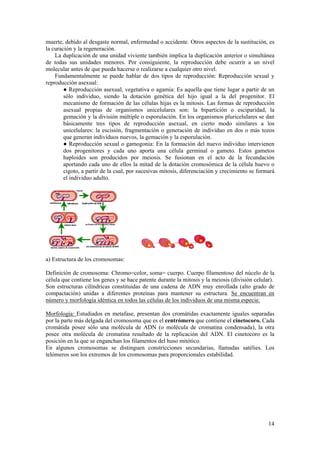 muerte, debido al desgaste normal, enfermedad o accidente. Otros aspectos de la sustitución, es
la curación y la regeneración.
    La duplicación de una unidad viviente también implica la duplicación anterior o simultánea
de todas sus unidades menores. Por consiguiente, la reproducción debe ocurrir a un nivel
molecular antes de que pueda hacerse o realizarse a cualquier otro nivel.
    Fundamentalmente se puede hablar de dos tipos de reproducción: Reproducción sexual y
reproducción asexual:
        ● Reproducción asexual, vegetativa o agamia: Es aquella que tiene lugar a partir de un
        sólo individuo, siendo la dotación genética del hijo igual a la del progenitor. El
        mecanismo de formación de las células hijas es la mitosis. Las formas de reproducción
        asexual propias de organismos unicelulares son: la bipartición o esciparidad, la
        gemación y la división múltiple o esporulación. En los organismos pluricelulares se dan
        básicamente tres tipos de reproducción asexual, en cierto modo similares a los
        unicelulares: la escisión, fragmentación o generación de individuo en dos o más tozos
        que generan individuos nuevos, la gemación y la esporulación.
        ● Reproducción sexual o gamogonia: En la formación del nuevo individuo intervienen
        dos progenitores y cada uno aporta una célula germinal o gameto. Estos gametos
        haploides son producidos por meiosis. Se fusionan en el acto de la fecundación
        aportando cada uno de ellos la mitad de la dotación cromosómica de la célula huevo o
        cigoto, a partir de la cual, por sucesivas mitosis, diferenciación y crecimiento se formará
        el individuo adulto.




a) Estructura de los cromosomas:

Definición de cromosoma: Chromo=color, soma= cuerpo. Cuerpo filamentoso del núcelo de la
célula que contiene los genes y se hace patente durante la mitosis y la meiosis (división celular).
Son estructuras cilíndricas constituidas de una cadena de ADN muy enrollada (alto grado de
compactación) unidas a diferentes proteínas para mantener su estructura. Se encuentran en
número y morfología idéntica en todos las células de los individuos de una misma especie.

Morfología: Estudiados en metafase, presentan dos cromátidas exactamente iguales separadas
por la parte más delgada del cromosoma que es el centrómero que contiene el cinetocoro. Cada
cromátida posee sólo una molécula de ADN (o molécula de cromatina condensada), la otra
posee otra molécula de cromatina resultado de la replicación del ADN. El cinetocoro es la
posición en la que se enganchan los filamentos del huso mitótico.
En algunos cromosomas se distinguen constricciones secundarias, llamadas satélies. Los
telómeros son los extremos de los cromosomas para proporcionales estabilidad.




                                                                                                14
 