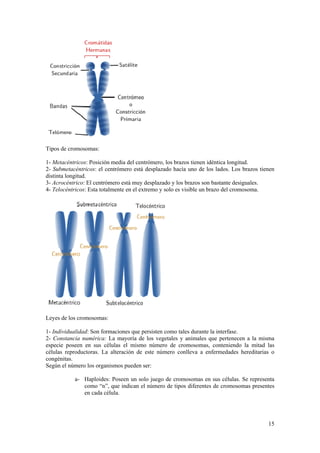 Tipos de cromoso
    s          omas:

1- Me etacéntricos: Posición media del cent
                  :                       trómero, los brazos tienen idéntica lo
                                                                   n           ongitud.
2- Suubmetacéntri icos: el centr
                               rómero está desplazado hacía uno de los lados. Los brazos tienen
                                                                   e                      t
distin longitud.
     nta
3- Accrocéntrico: E centrómer está muy d
                   El          ro         desplazado y los brazos s bastante desiguales.
                                                                   son
4- Teelocéntricos: Esta totalme en el ext
                               ente       tremo y solo es visible un brazo del c
                                                                   n           cromosoma.




Leyes de los crom
                mosomas:

1- Ind
     dividualidad Son formac
                d:           ciones que persisten com tales duran la interfa
                                                    mo          nte        ase.
2- Co           umérica: La mayoría de los vegetale y animale que perten
     onstancia nu                                    es         es          necen a la misma
                                                                                       m
espec poseen e sus células el mismo número de cromosom
     cie        en                       o           e         mas, contenieendo la mita las
                                                                                       ad
célula reproduct
     as                      teración de este número conlleva a enfermedad hereditarias o
                 toras. La alt                      o                       des
congéénitas.
Según el número los organism pueden s
      n                     mos         ser:

            a- H
               Haploides: Po
                           oseen un sol juego de cromosomas en sus célu
                                      lo                     s        ulas. Se repre
                                                                                   esenta
               como “n”, qu indican el número de tipos diferen de crom
               c           ue         l                      ntes    mosomas presentes
               en
               e cada célula
                           a.




                                                                                            15
 