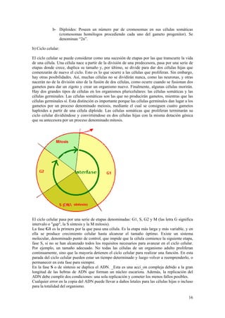 b- Diploides: Poseen un número par de cromosomas en sus células somáticas
               (cromosomas homólogos procediendo cada uno del gameto progenitor). Se
               denominan “2n”.

b) Ciclo celular:

El ciclo celular se puede considerar como una sucesión de etapas por las que transcurre la vida
de una célula. Una célula nace a partir de la división de una predecesora, pasa por una serie de
etapas donde crece, duplica su tamaño y, por último, se divide para dar dos células hijas que
comenzarán de nuevo el ciclo. Esto es lo que ocurre a las células que proliferan. Sin embargo,
hay otras posibilidades. Así, muchas células no se dividirán nunca, como las neuronas, y otras
nacerán no de la división sino de la fusión de dos células, como ocurre cuando se fusionan dos
gametos para dar un zigoto y crear un organismo nuevo. Finalmente, algunas células morirán.
Hay dos grandes tipos de células en los organismos pluricelulares: las células somáticas y las
células germinales. Las células somáticas son las que no producirán gametos, mientras que las
células germinales sí. Esta distinción es importante porque las células germinales dan lugar a los
gametos por un proceso denominado meiosis, mediante el cual se consiguen cuatro gametos
haploides a partir de una célula diploide. Las células somáticas que proliferan terminarán su
ciclo celular dividiéndose y convirtiéndose en dos células hijas con la misma dotación génica
que su antecesora por un proceso denominado mitosis.




El ciclo celular pasa por una serie de etapas denominadas: G1, S, G2 y M (las letra G significa
intervalo o "gap", la S síntesis y la M mitosis).
La fase G1 es la primera por la que pasa una célula. Es la etapa más larga y más variable, y en
ella se produce crecimiento celular hasta alcanzar el tamaño óptimo. Existe un sistema
molecular, denominado punto de control, que impide que la célula comience la siguiente etapa,
fase S, si no se han alcanzado todos los requisitos necesarios para avanzar en el ciclo celular.
Por ejemplo, un tamaño adecuado. No todas las células de un organismo adulto proliferan
continuamente, sino que la mayoría detienen el ciclo celular para realizar una función. En esta
parada del ciclo celular pueden estar un tiempo determinado y luego volver a reemprenderlo, o
permanecer en esta fase para siempre.
En la fase S o de síntesis se duplica el ADN. _Esta es una acci_on compleja debido a la gran
longitud de las hebras de ADN que forman un núcleo eucariota. Además, la replicación del
ADN debe cumplir dos condiciones: una sola replicación y cometer los menos fallos posibles.
Cualquier error en la copia del ADN puede llevar a daños letales para las células hijas o incluso
para la totalidad del organismo.

                                                                                               16
 