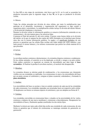 La fase G2 es otra etapa de crecimiento, más breve que la G1, en la cual se acumulan los
productos necesarios para la siguiente etapa, la fase M, en la que se producirá la división
celular.

4- Mitosis:

Todas las células proceden por división de otras células, por tanto la multiplicación (que
participa en el desarrollo, crecimiento y regeneración del organismo) es algo común a
organismos pluri y unicelulares. La multiplicación celular incluye la división del núcleo Mitosis
y la división del citoplasma o citocinesis.
Durante la división celular la información genética se conserva (información contenida en sus
cromosomas), y de esta manera pasa a las sucesivas hijas.
Comienza al final del periodo G2 del ciclo celular. Consiste como hemos dicho en la división
del núcleo, en la que se separan las dos copias del ADN (formados en la interfase) para formar
otras dos con la misma información genética. La razón y el significado biológico de este
proceso es garantizar que las células hijas reciban una copia íntegra del ADN materno y por
tanto poseer el mismo número y los mismos cromosomas que poseía loa célula materna de la
que proceden.

ETAPAS:

1- Profase:

La envoltura nuclear comienza a destructurarse y la cromatina dispersa comienza a condensarse.
En las células animales, el centriolo ya se ha duplicado, se divide y emigra a un polo celular.
Entre ambos centriolos se organizan un sistema de microtúbulos que dará lugar al huso
acromático. Al finalizar la profase la envoltura nuclear y el nucleolo han desaparecido.

2- Metafase:

La cromatina alcanza su máximo grado de condensación, y los cromosomas son claramente
visibles con sus cromátidas ya replicadas. Los cromosomas se unen a los microtúbulos del huso
por un punto cercano al centrómero y emigran al plano ecuatorial, ordenándose y formando la
placa metafásica.

3- Anafase:

Los microtúbulos del huso se acortan y tiran en sentido contrario de cada una de las cromátidas
de cada cromosoma. Las cromátidas separadas son arrastradas hacia un respectivo polo celular.
Al desplazarse sus brazos se retrasan respecto al centrómero y por eso adoptan esa forma de V.

4- Telofase:

Las cromátidas convertidas en cromosomas hijos y situados en las proximidades de los `polos,
comienza a rodearse de una nueva membrana y comienzan a descondensarse. Desaparecen los
microtúbulos el huso y finalmente quedan constituidos los dos núcleo hijos.

Mediante la mitosis por tanto cada célula hija recibe una cromátida de cada cromosoma, de esta
forma se garantiza que el número de cromosomas se mantenga constante de generación en
generación.




                                                                                              17
 