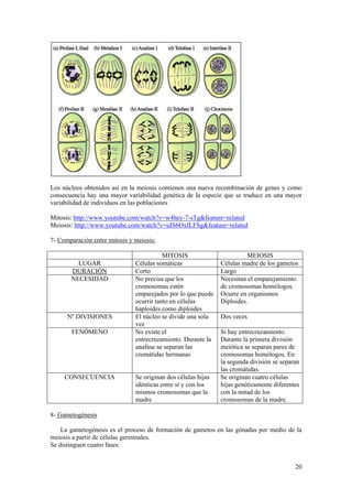 Los núcleos obtenidos así en la meiosis contienen una nueva recombinación de genes y como
consecuencia hay una mayor variabilidad genética de la especie que se traduce en una mayor
variabilidad de individuos en las poblaciones

Mitosis: http://www.youtube.com/watch?v=w4hey-7-sTg&feature=related
Meiosis: http://www.youtube.com/watch?v=uIS6OxfLFSg&feature=related

7- Comparación entre mitosis y meiosis:

                                          MITOSIS                        MEIOSIS
         LUGAR                 Células somáticas               Células madre de los gametos
       DURACIÓN                Corto                           Largo
       NECESIDAD               No precisa que los              Necesitan el emparejamiento
                               cromosomas estén                de cromosomas homólogos.
                               emparejados por lo que puede    Ocurre en organismos
                               ocurrir tanto en células        Diploides.
                               haploides como diploides
      Nº DIVISIONES            El núcleo se divide una sola    Dos veces
                               vez
       FENÓMENO                No existe el                    Si hay entrecruzamiento.
                               entrecruzamiento. Durante la    Durante la primera división
                               anafase se separan las          meiótica se separan pares de
                               cromátidas hermanas             cromosomas homólogos. En
                                                               la segunda división se separan
                                                               las cromátidas.
     CONSECUENCIA              Se originan dos células hijas   Se originan cuatro células
                               idénticas entre sí y con los    hijas genéticamente diferentes
                               mismos cromosomas que la        con la mitad de los
                               madre                           cromosomas de la madre.

8- Gametogénesis

    La gametogénesis es el proceso de formación de gametos en las gónadas por medio de la
meiosis a partir de células germinales.
Se distinguen cuatro fases:


                                                                                           20
 
