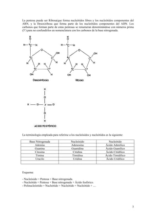 La pentosa puede ser Ribosa(que forma nucleótidos libres y los nucleótidos componentes del
ARN, y la Desoxiribosa que forma parte de los nucleótidos componentes del ADN. Los
carbonos que forman parte de estas pentosas se renumeran denominándose con números prima
(5’) para no confundirlos en nomenclatura con los carbonos de la base nitrogenada.




La terminología empleada para referirse a los nucleósidos y nucleótidos es la siguiente:

      Base Nitrogenada                    Nucleósido                      Nucleótido
          Adenina                         Adenosina                     Ácido Adenílico
          Guanina                         Guanidina                     Ácido Guanílico
          Citosina                         Citidina                     Ácido Citidílico
           Timina                          Timidina                     Ácido Timidílico
          Uracilo                           Uridina                     Ácido Uridílico



Esquema:

- Nucleósido = Pentosa + Base nitrogenada.
- Nucleótido = Pentosa + Base nitrogenada + Ácido fosfórico.
- Polinucleóotido = Nucleótido + Nucleótido + Nucleótido + ....




                                                                                           3
 