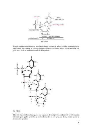 Los nucleótidos se unen entre si para formar largas cadenas de polinuclóetidos, esta unión entre
monómeros nucleótidos se realiza mediante enlaces fosfodiéster entre los carbonos de las
posiciones 3’ de un nucleótido con la 5’ del siguiente.




1.2- ADN:

El Ácido Desoxirribonucleico posee una secuencia de nucleótidos donde reside la información
necesaria para poder controlar el metabolismo de un ser vivo, es decir, donde reside la
información genética.

                                                                                              4
 