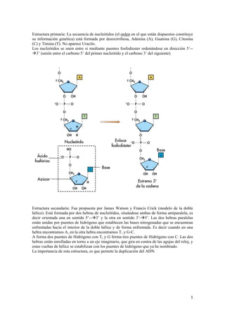 Estructura primaria: La secuencia de nucleótidos (el orden en el que están dispuestos constituye
su información genética) está formada por desoxirribosa, Adenina (A), Guanina (G), Citosina
(C) y Timina (T). No aparece Uracilo.
Los nucleótidos se unen entre si mediante puentes fosfodiester ordenándose en dirección 5’--
3’ (unión entre el carbono 5’ del primer nucleótido y el carbono 3’ del siguiente).




Estructura secundaria: Fue propuesta por James Watson y Francis Crick (modelo de la doble
hélice). Está formada por dos hebras de nucleótidos, situándose ambas de forma antiparalela, es
decir orientada una en sentido 5’--3’ y la otra en sentido 3’-5’. Las dos hebras paralelas
están unidas por puentes de hidrógeno que establecen las bases nitrogenadas que se encuentran
enfrentadas hacía el interior de la doble hélice y de forma enfrentada. Es decir cuando en una
hebra encontramos A, en la otra hebra encontramos T, y G-C.
A forma dos puentes de Hidrógeno con T, y G forma tres puentes de Hidrógeno con C. Las dos
hebras están enrolladas en torno a un eje imaginario, que gira en contra de las agujas del reloj, y
estas vueltas de hélice se estabilizan con los puentes de hidrógeno que ya he nombrado.
La importancia de esta estructura, es que permite la duplicación del ADN.




                                                                                                 5
 