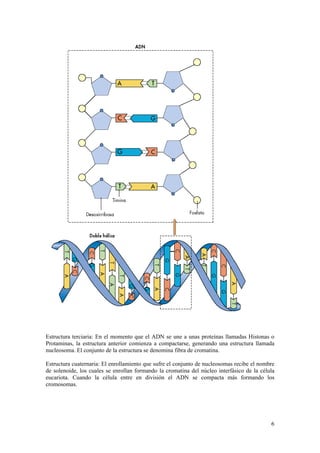 Estructura terciaria: En el momento que el ADN se une a unas proteínas llamadas Histonas o
Protaminas, la estructura anterior comienza a compactarse, generando una estructura llamada
nucleosoma. El conjunto de la estructura se denomina fibra de cromatina.

Estructura cuaternaria: El enrollamiento que sufre el conjunto de nucleosomas recibe el nombre
de solenoide, los cuales se enrollan formando la cromatina del núcleo interfásico de la célula
eucariota. Cuando la célula entre en división el ADN se compacta más formando los
cromosomas.




                                                                                            6
 