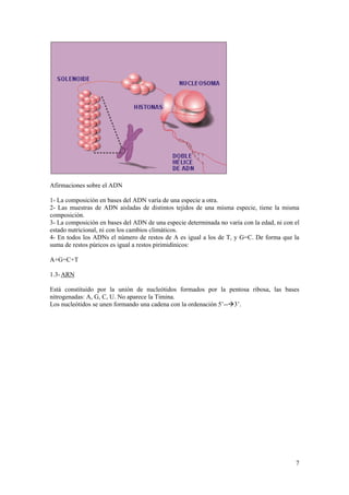 Afirmaciones sobre el ADN

1- La composición en bases del ADN varía de una especie a otra.
2- Las muestras de ADN aisladas de distintos tejidos de una misma especie, tiene la misma
composición.
3- La composición en bases del ADN de una especie determinada no varía con la edad, ni con el
estado nutricional, ni con los cambios climáticos.
4- En todos los ADNs el número de restos de A es igual a los de T, y G=C. De forma que la
suma de restos púricos es igual a restos pirimidínicos:

A+G=C+T

1.3- ARN

Está constituido por la unión de nucleótidos formados por la pentosa ribosa, las bases
nitrogenadas: A, G, C, U. No aparece la Timina.
Los nucleótidos se unen formando una cadena con la ordenación 5’--3’.




                                                                                           7
 