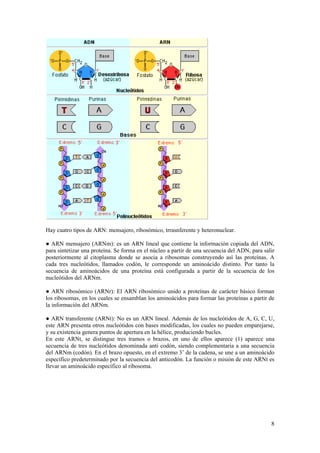 Hay cuatro tipos de ARN: mensajero, ribosómico, trrasnferente y heteronuclear.

● ARN mensajero (ARNm): es un ARN lineal que contiene la información copiada del ADN,
para sintetizar una proteína. Se forma en el núcleo a partir de una secuencia del ADN, para salir
posteriormente al citoplasma donde se asocia a ribosomas construyendo así las proteínas. A
cada tres nucleótidos, llamados codón, le corresponde un aminoácido distinto. Por tanto la
secuencia de aminoácidos de una proteína está configurada a partir de la secuencia de los
nucleótidos del ARNm.

● ARN ribosómico (ARNr): El ARN ribosómico unido a proteínas de carácter básico forman
los ribosomas, en los cuales se ensamblan los aminoácidos para formar las proteínas a partir de
la información del ARNm.

● ARN transferente (ARNt): No es un ARN lineal. Además de los nucleótidos de A, G, C, U,
este ARN presenta otros nucleótidos con bases modificadas, los cuales no pueden emparejarse,
y su existencia genera puntos de apertura en la hélice, produciendo bucles.
En este ARNt, se distingue tres tramos o brazos, en uno de ellos aparece (1) aparece una
secuencia de tres nucleótidos denominada anti codón, siendo complementaria a una secuencia
del ARNm (codón). En el brazo opuesto, en el extremo 3’ de la cadena, se une a un aminoácido
específico predeterminado por la secuencia del anticodón. La función o misión de este ARNt es
llevar un aminoácido específico al ribosoma.




                                                                                               8
 