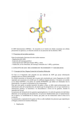 ● ARN heteronuclear (ARNhn): Se encuentra en el núcleo de células eucariotas (en células
procariotas no aparece) y su función consiste en ser precursor de los distintos ARN.

1.4- Funciones de las ácidos nucleicos

Entre las principales funciones de estos ácidos tenemos:
- Duplicación del ADN
- Expresión del mensaje genético:
- Transcripción del ADN para formar ARNm y otros
- Traducción, en los ribosomas, del mensaje contenido en el ARNm a proteinas.

2- CONCEPTO DE GEN. MECANISMOS DE TRANSMISIÓN Y VARIABILIDAD.

2.1- Concepto de Gen. Dogma Central de la Genética Molecular

Un Gen es el fragmento más pequeño de una molécula de ADN que posee información
completa para un carácter determinado.
En células eucariotas es frecuente que un gene esté constituido por varios fragmentos de ADN
separados por secuencias sin sentido que no codifican ninguna proteína. A las parte con sentido
se les llama EXONES y las partes sin sentido INTRONES, que deben ser eliminados tras la
transcripción. Los genes se encuentran en los cromosomas.
Para que estos genes se puedan transmitir de padres a hijos, se debe copiar primeramente esta
información antes de la reproducción, de manera que los progenitores a la vez que mantienen su
información genética, la transmiten a la descendencia a través de los gametos, durante la
reproducción sexual.
Los procesos de formación de los gametos (gametogénesis) y la unión de gametos de individuos
diferentes en la reproducción (fecundación), son procesos fundamentales para el mantenimiento
de la especie, la variabilidad de la misma, que junto con las mutaciones serán la base de la
evolución.
La transmisión y expresión de los genes se lleva a cabo mediante tres procesos que copnstituyen
el Dogma central de la Genética Molecula:

    1- Replicación

                                                                                             9
 