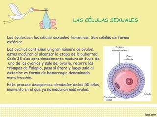 LAS CÉLULAS SEXUALES 
Los óvulos son las células sexuales femeninas. Son células de forma 
esférica. 
Los ovarios contienen un gran número de óvulos, 
estos maduran al alcanzar la etapa de la pubertad. 
Cada 28 días aproximadamente madura un óvulo de 
uno de los ovarios y sale del ovario, recorre las 
trompas de Falopio, pasa al útero y luego sale al 
exterior en forma de hemorragia denominada 
menstruación. 
Este proceso desaparece alrededor de los 50 años, 
momento en el que ya no maduran más óvulos. 
 