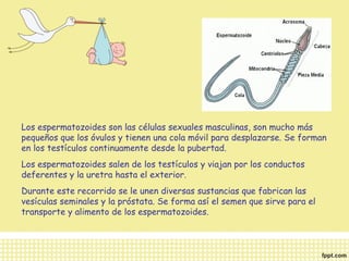 Los espermatozoides son las células sexuales masculinas, son mucho más 
pequeños que los óvulos y tienen una cola móvil para desplazarse. Se forman 
en los testículos continuamente desde la pubertad. 
Los espermatozoides salen de los testículos y viajan por los conductos 
deferentes y la uretra hasta el exterior. 
Durante este recorrido se le unen diversas sustancias que fabrican las 
vesículas seminales y la próstata. Se forma así el semen que sirve para el 
transporte y alimento de los espermatozoides. 
 