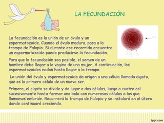 LA FECUNDACIÓN 
La fecundación es la unión de un óvulo y un 
espermatozoide. Cuando el óvulo madura, pasa a la 
trompa de Falopio. Si durante ese recorrido encuentra 
un espermatozoide puede producirse la fecundación. 
Para que la fecundación sea posible, el semen de un 
hombre debe llegar a la vagina de una mujer. A continuación, los 
espermatozoides nadan hasta llegar a la trompa. 
La unión del óvulo y espermatozoide da origen a una célula llamada cigoto, 
que es la primero célula de un nuevo ser. 
Primero, el cigoto se divide y da lugar a dos células, luego a cuatro así 
sucesivamente hasta formar una bola con numerosas células a las que 
llamamos embrión. Recorrerá la trompa de Falopio y se instalará en el útero 
donde continuará creciendo. 
 