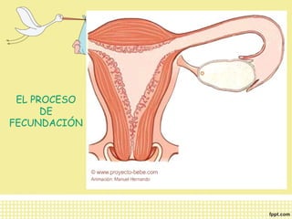EL PROCESO 
DE 
FECUNDACIÓN 
 