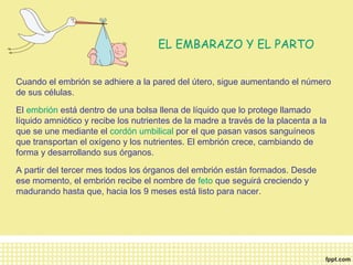 EL EMBARAZO Y EL PARTO 
Cuando el embrión se adhiere a la pared del útero, sigue aumentando el número 
de sus células. 
El embrión está dentro de una bolsa llena de líquido que lo protege llamado 
líquido amniótico y recibe los nutrientes de la madre a través de la placenta a la 
que se une mediante el cordón umbilical por el que pasan vasos sanguíneos 
que transportan el oxígeno y los nutrientes. El embrión crece, cambiando de 
forma y desarrollando sus órganos. 
A partir del tercer mes todos los órganos del embrión están formados. Desde 
ese momento, el embrión recibe el nombre de feto que seguirá creciendo y 
madurando hasta que, hacia los 9 meses está listo para nacer. 
 
