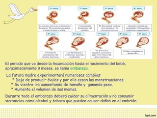 El periodo que va desde la fecundación hasta el nacimiento del bebé, 
aproximadamente 9 meses, se llama embarazo. 
La futura madre experimentará numerosos cambios: 
* Deja de producir óvulos y por ello cesan las menstruaciones. 
* Su vientre irá aumentando de tamaño y ganando peso. 
* Aumenta el volumen de sus mamas. 
Durante todo el embarazo deberá cuidar su alimentación y no consumir 
sustancias como alcohol y tabaco que pueden causar daños en el embrión. 
 