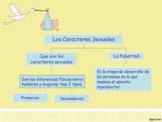 Son las diferencias físicas entre 
hombres y mujeres. Hay 2 tipos. 
 