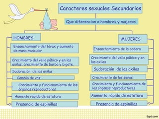 Caracteres sexuales Secundarios 
Que diferencian a hombres y mujeres 
HOMBRES MUJERES 
Ensanchamiento del tórax y aumento 
de masa muscular 
Crecimiento del vello púbico y en las 
axilas, crecimiento de barba y bigote. 
Sudoración de las axilas 
Cambio de voz 
Crecimiento y funcionamiento de los 
órganos reproductores 
Aumento rápido de estatura 
Ensanchamiento de la cadera 
Crecimiento del vello púbico y en 
las axilas 
Sudoración de las axilas 
Crecimiento de los senos 
Crecimiento y funcionamiento de 
los órganos reproductores 
Aumento rápido de estatura 
Presencia Presencia de espinillas de espinillas 
 